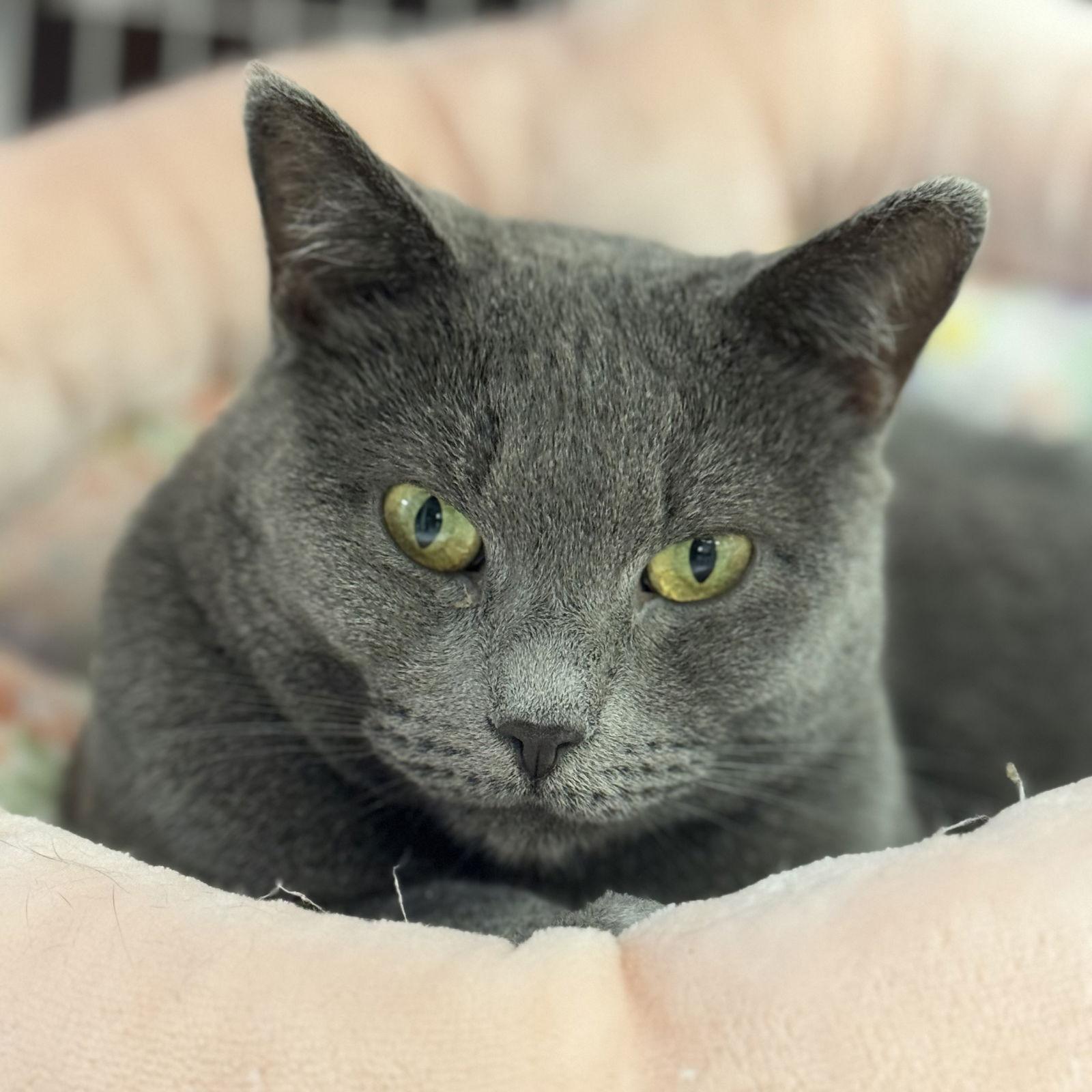 Gracie, a Adoptable Domestic Short Hair in Winchendon, MA image 3/3