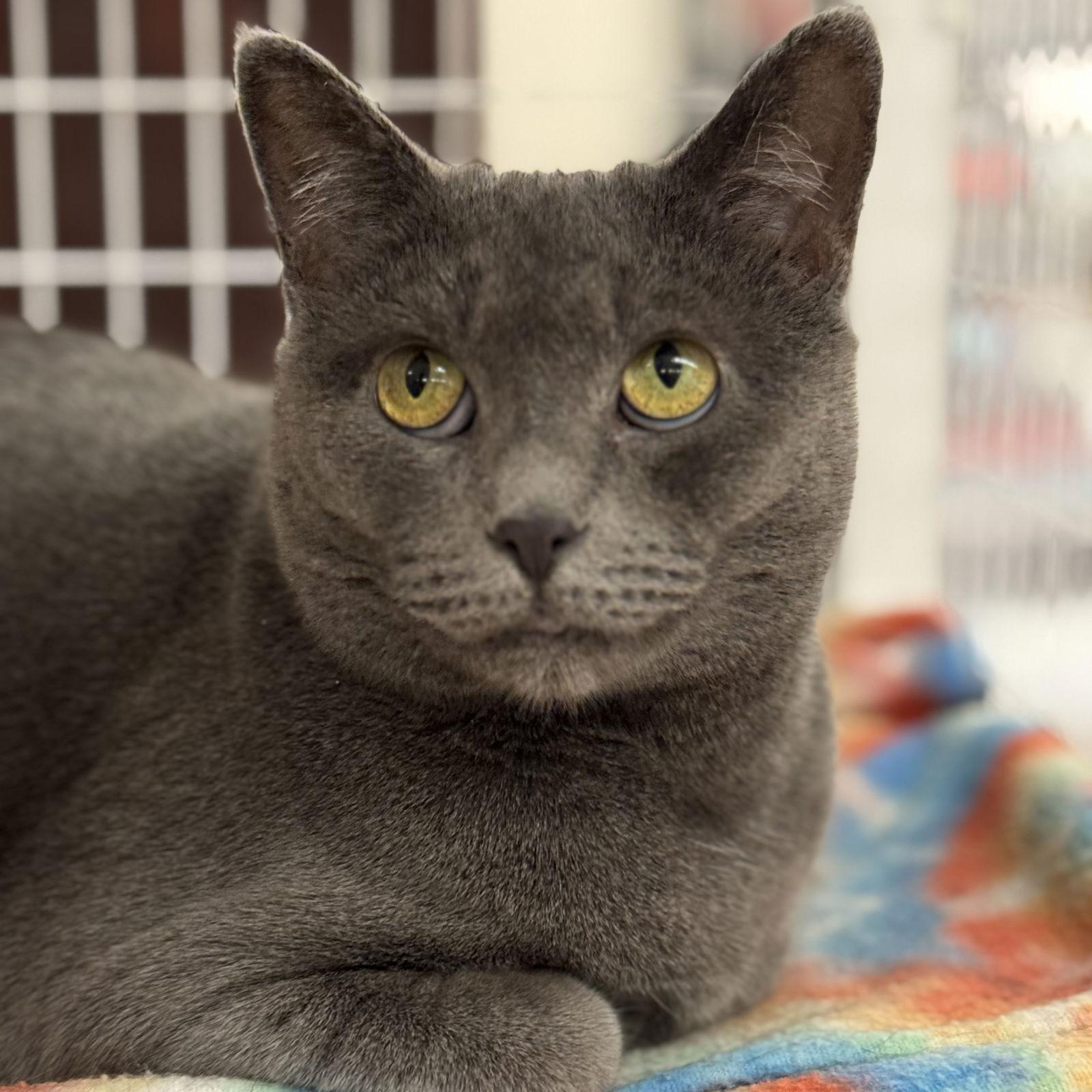 Gracie, Adoptable, Young Female Domestic Short Hair.