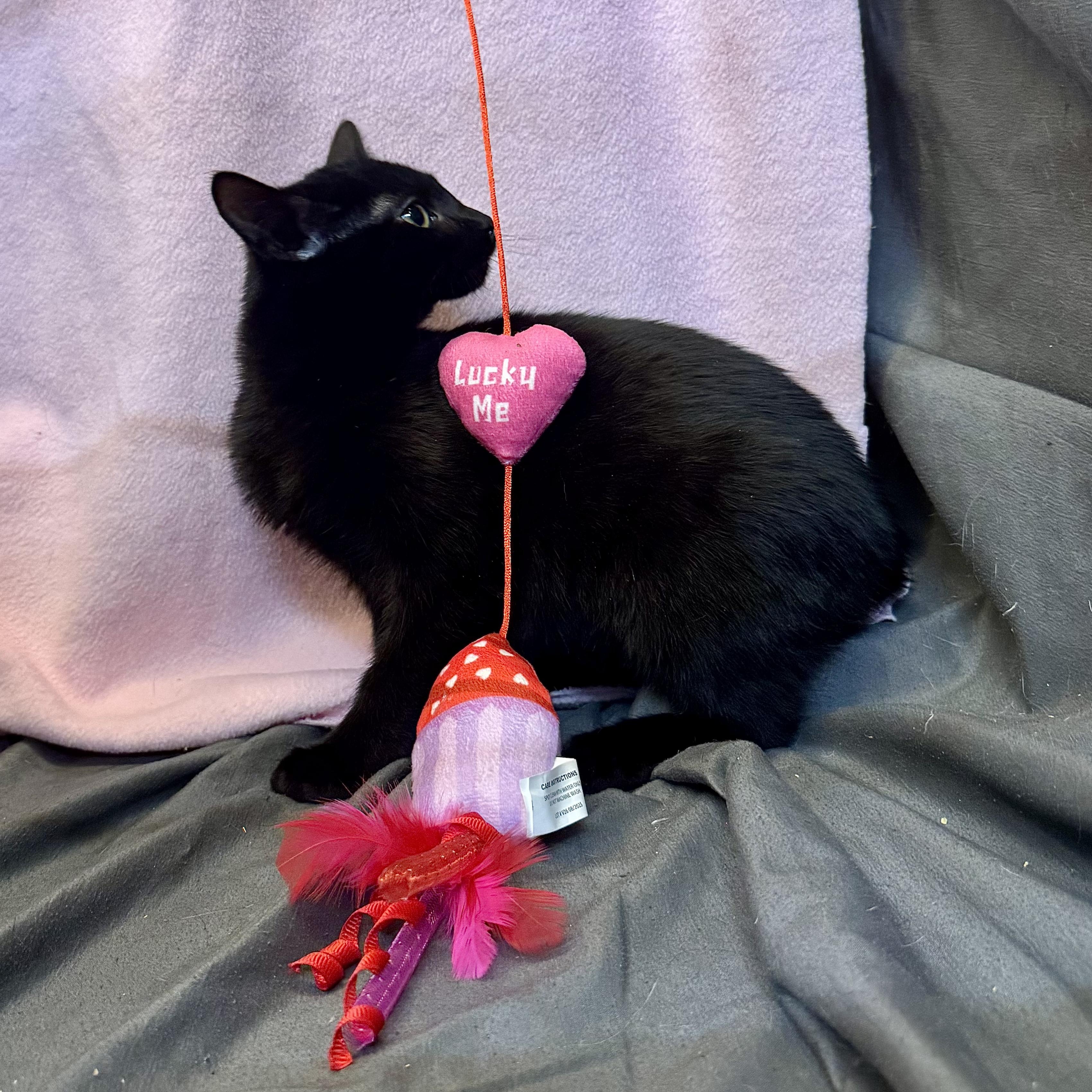 Ruth, a ADOPTABLE Domestic Short Hair in Alexandria, IN image 3/4