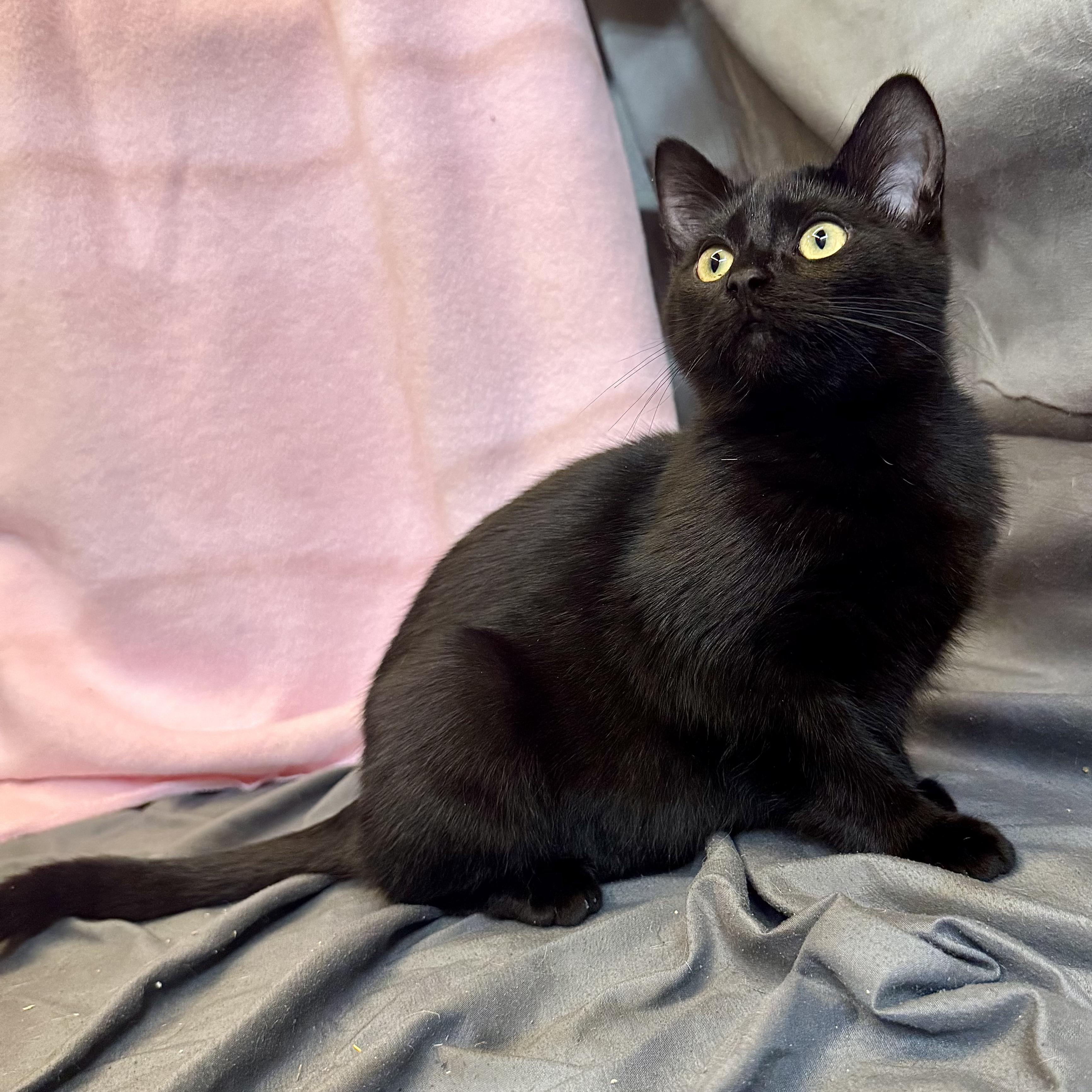 Ruth, a ADOPTABLE Domestic Short Hair in Alexandria, IN image 1/4