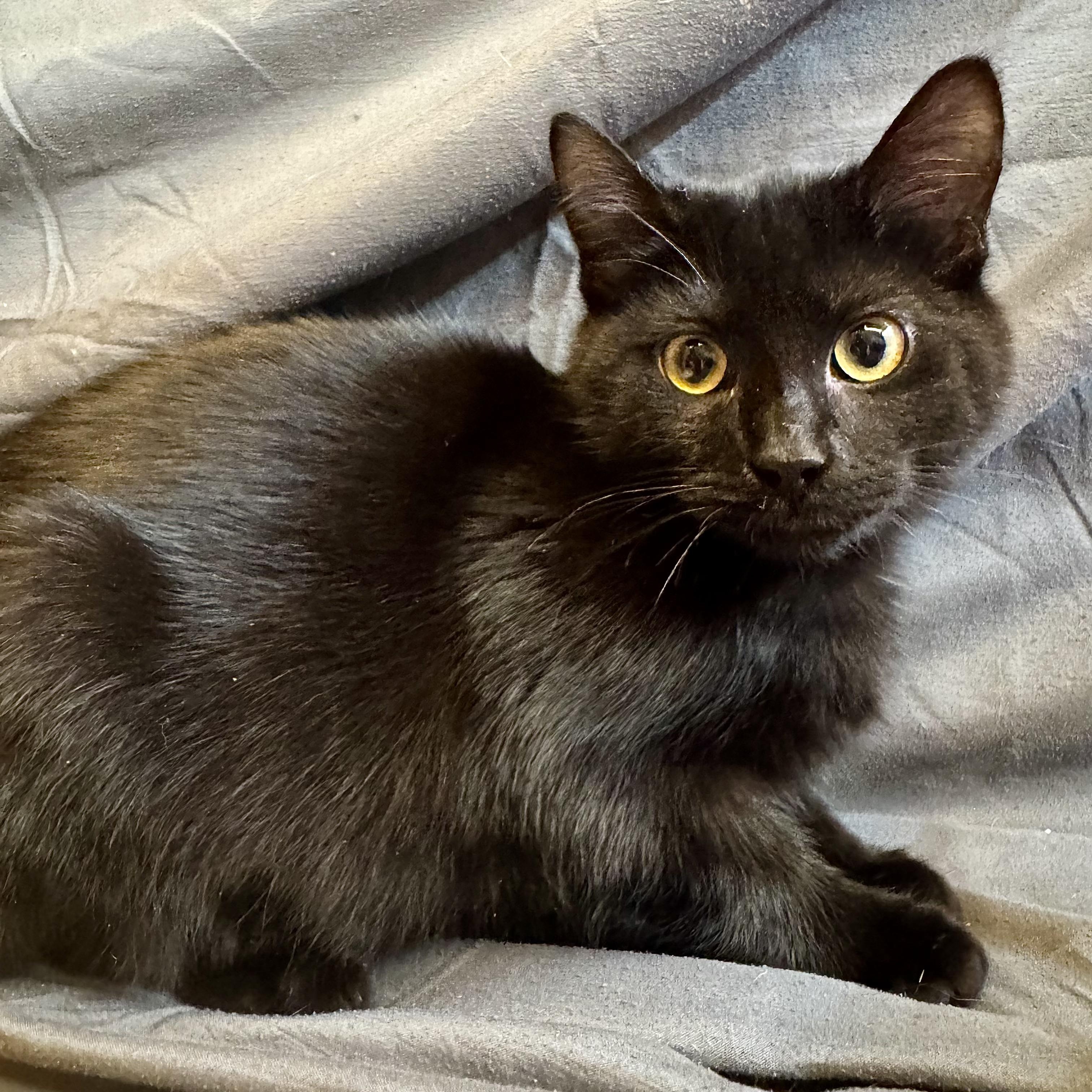 Ruth, a ADOPTABLE Domestic Short Hair in Alexandria, IN image 4/4