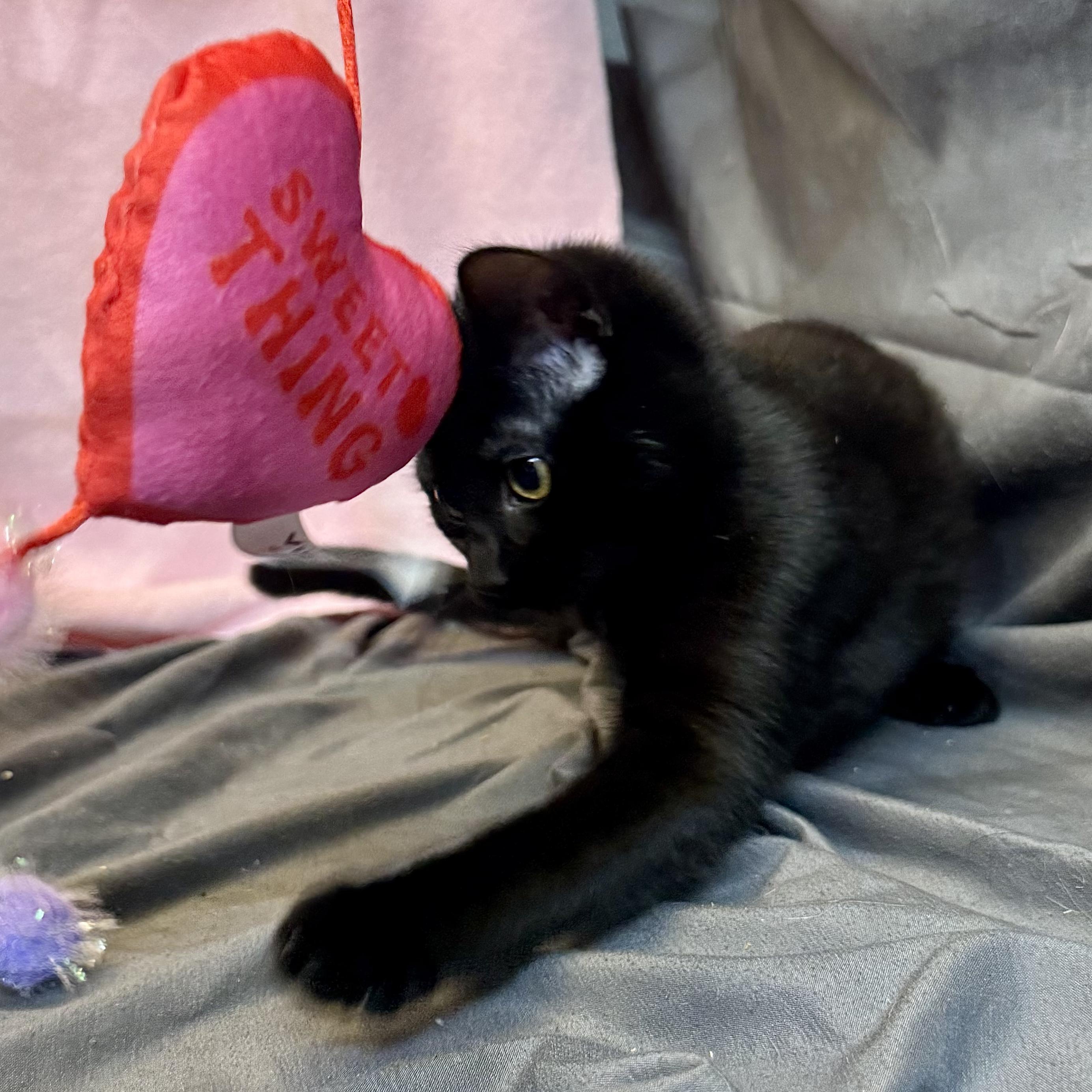 Ruth, a ADOPTABLE Domestic Short Hair in Alexandria, IN image 2/4