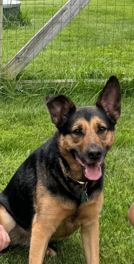 Bella **COURTESY LISTING**, Adoptable, Adult Female German Shepherd Dog & Mixed Breed.