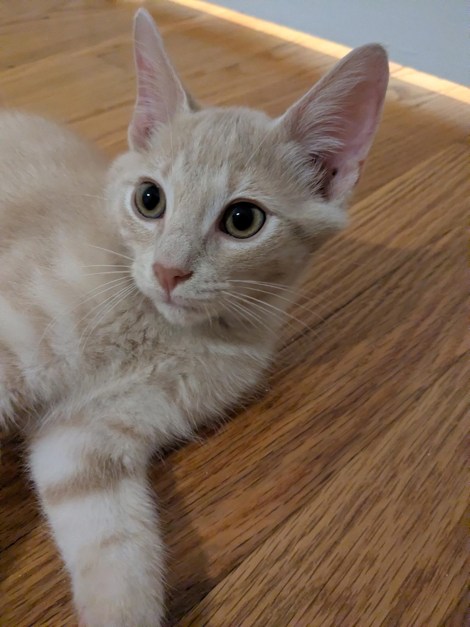 Enlarge Tanner and Marble, a Adoptable Tabby in Bear, DE image 5/6