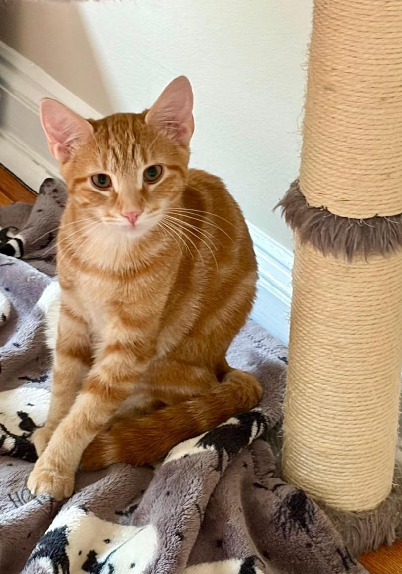 Enlarge Tanner and Marble, a Adoptable Tabby in Bear, DE image 2/6