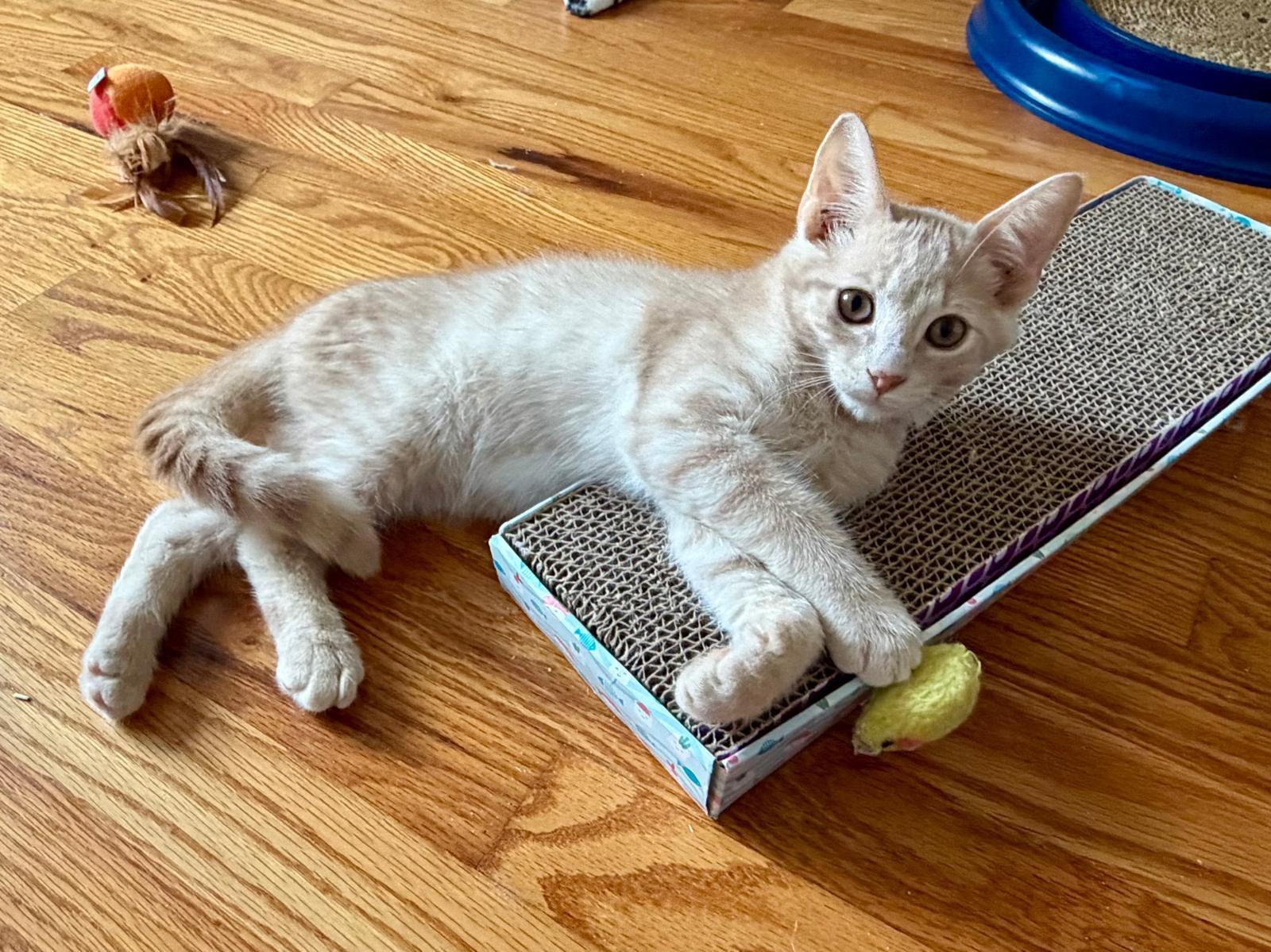 Tanner and Marble, Adoptable, Kitten Male Tabby.