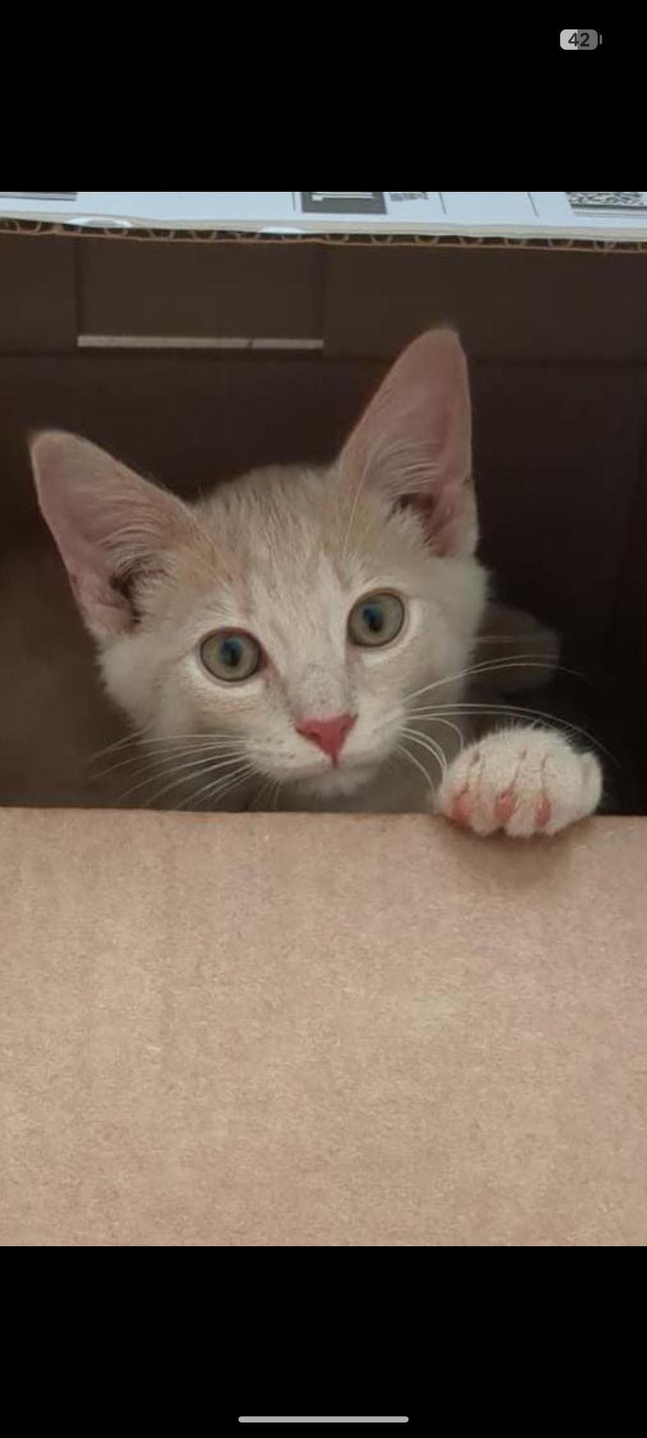 Enlarge Tanner and Marble, a Adoptable Tabby in Bear, DE image 3/6