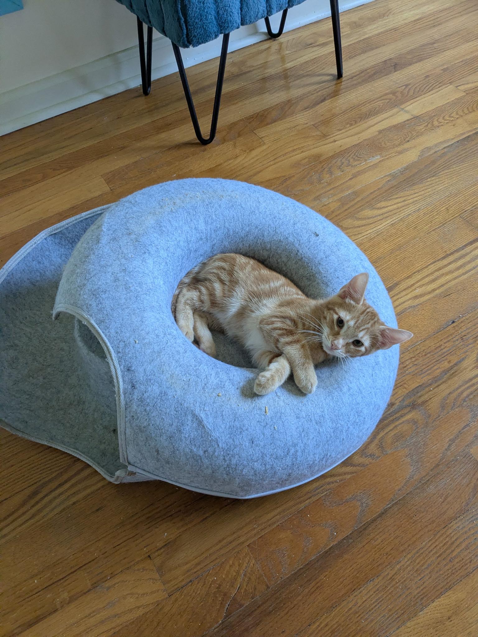 Enlarge Tanner and Marble, a Adoptable Tabby in Bear, DE image 6/6