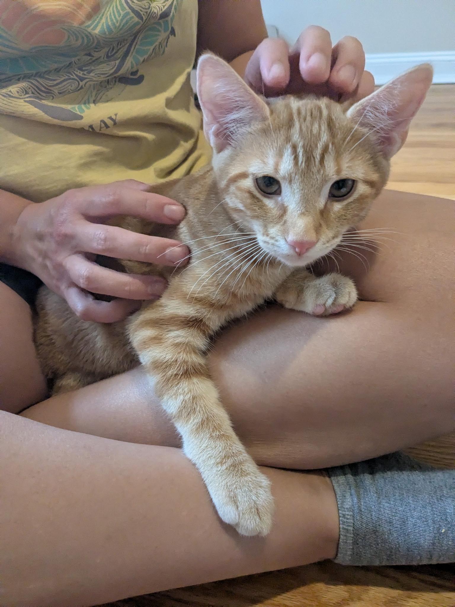 Enlarge Tanner and Marble, a Adoptable Tabby in Bear, DE image 4/6