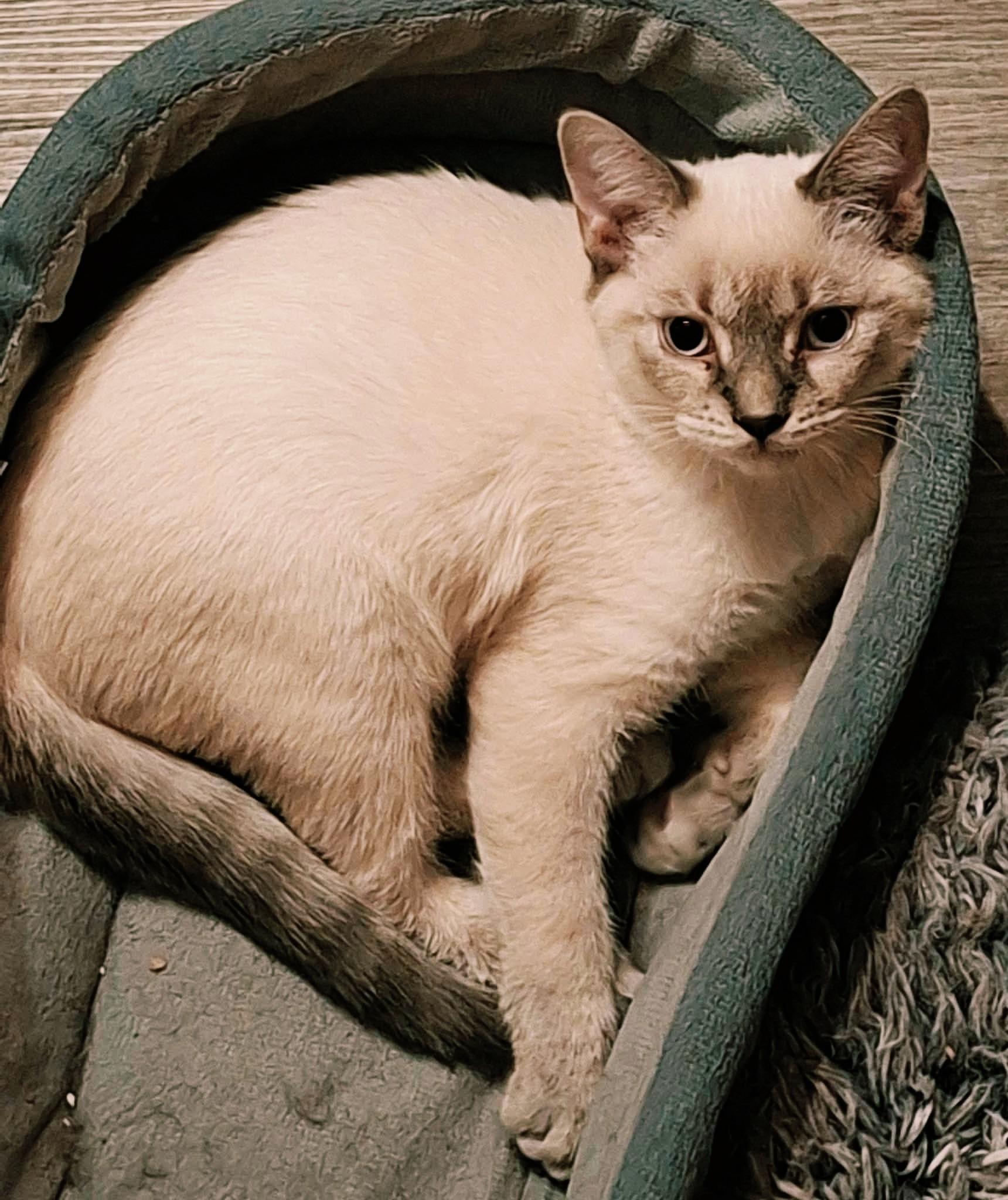 Enlarge Matiss, a Adopted mixed breed in Montreal, QC image 3/4