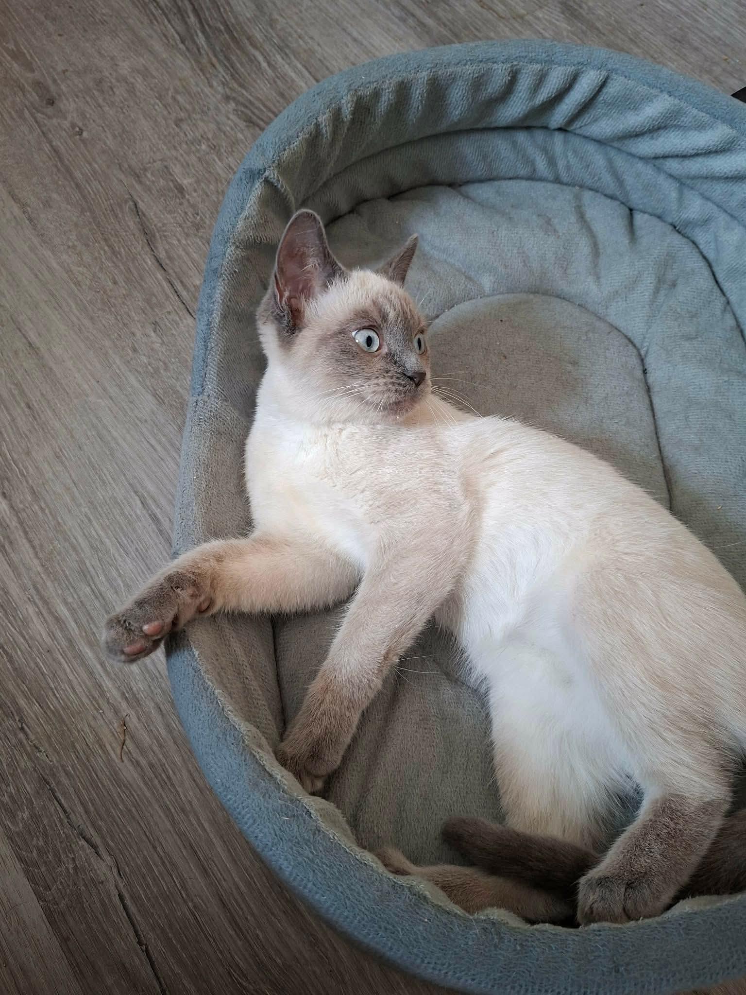 Matiss, Adopted, Kitten Male Siamese.