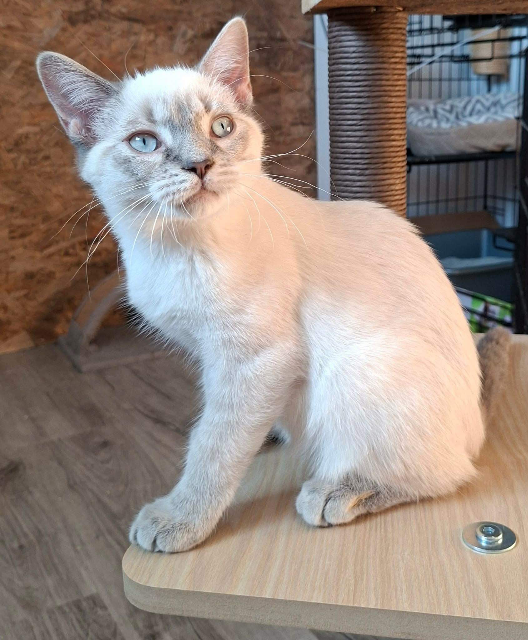 Enlarge Matiss, a Adopted mixed breed in Montreal, QC image 2/4