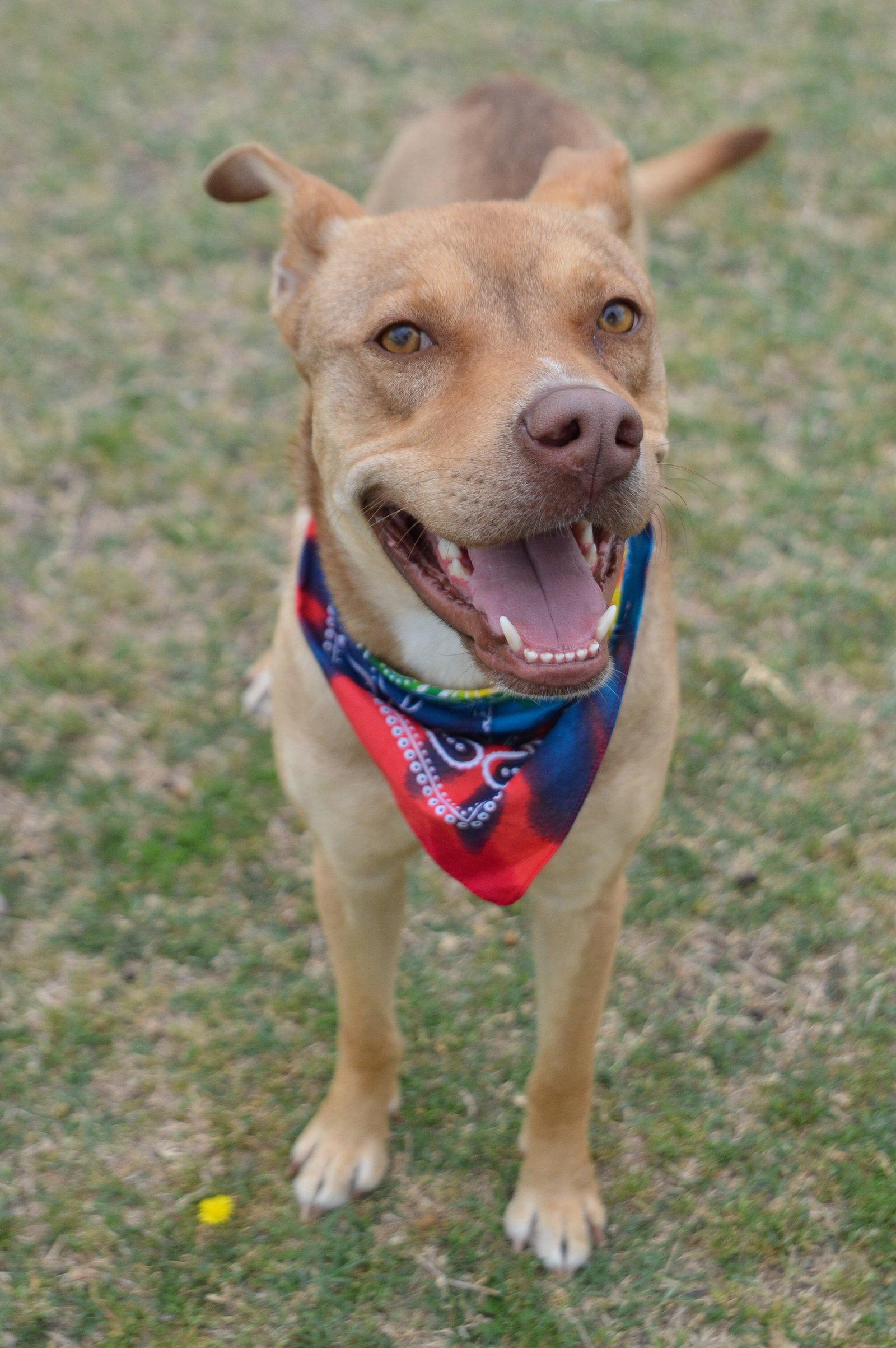 Enlarge Elmer, a Adoptable Shepherd in McKinney, TX image 1/3