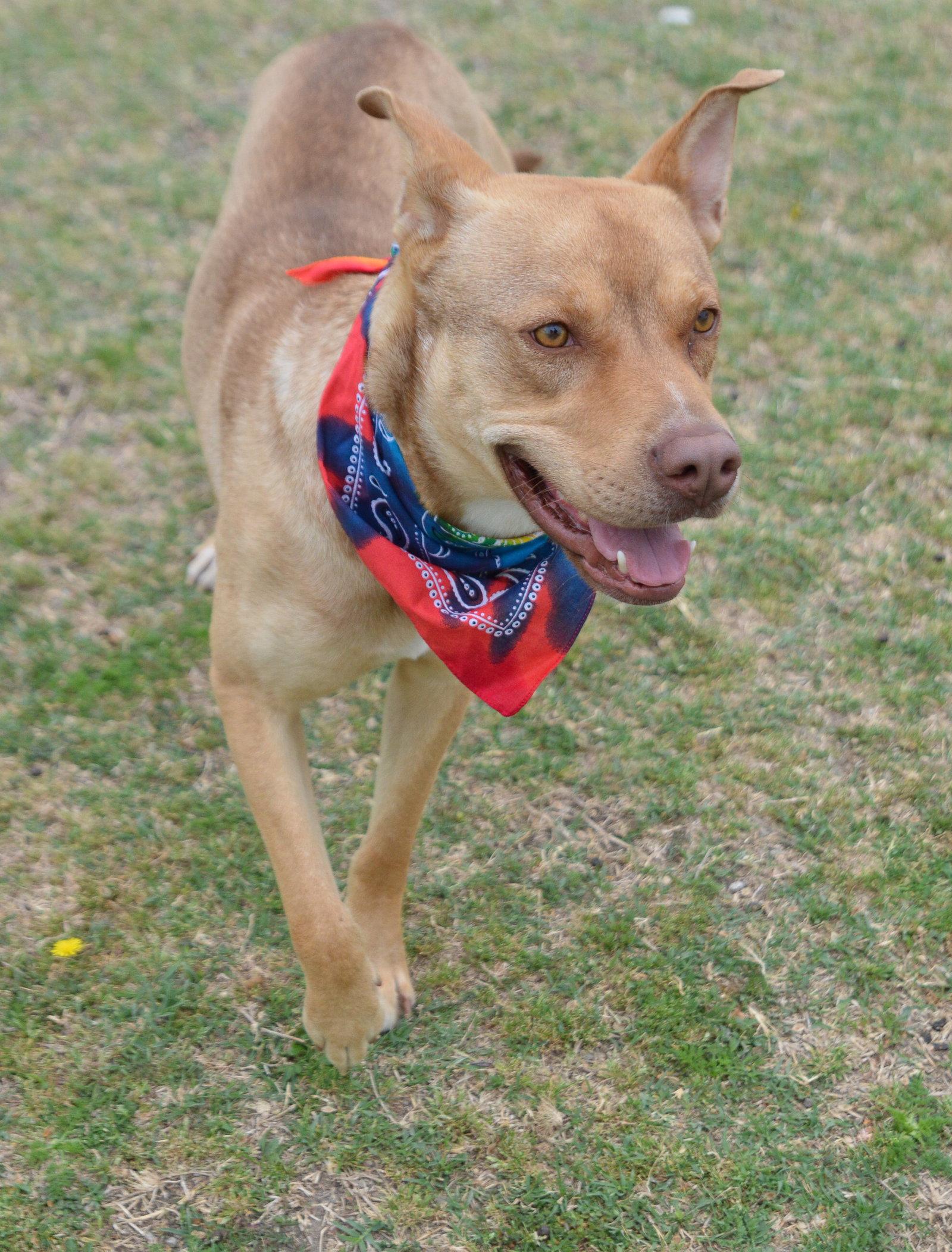 Enlarge Elmer, a Adoptable Shepherd in McKinney, TX image 2/3