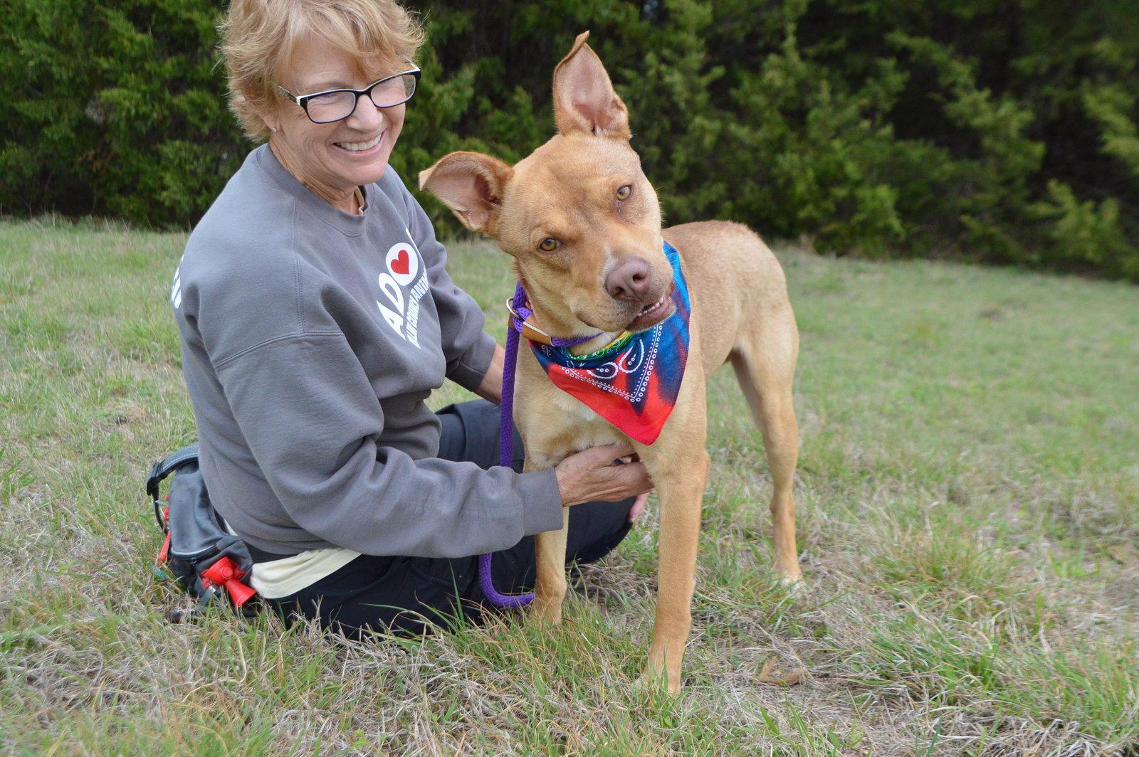 Enlarge Elmer, a Adoptable Shepherd in McKinney, TX image 3/3