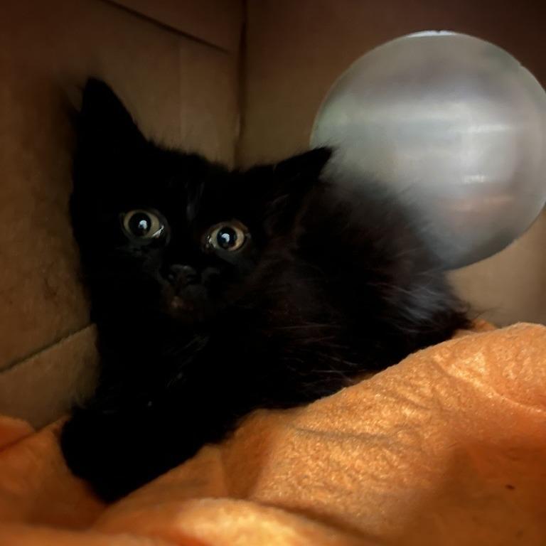 Peter Pan, Adoptable, Kitten Male Domestic Short Hair.