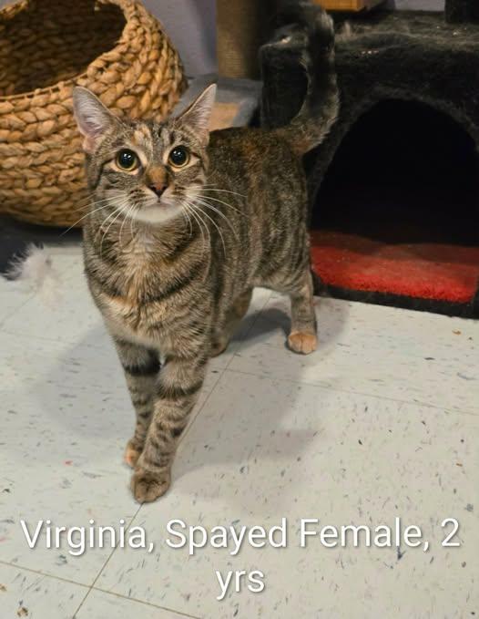Enlarge Virginia at Petsense Madison Heights, a Adoptable Domestic Short Hair in Amherst, VA image 1/1