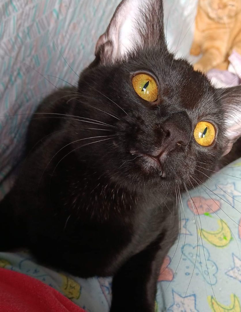 Luka, a Adoptable Domestic Short Hair in Garden City, MI image 2/2