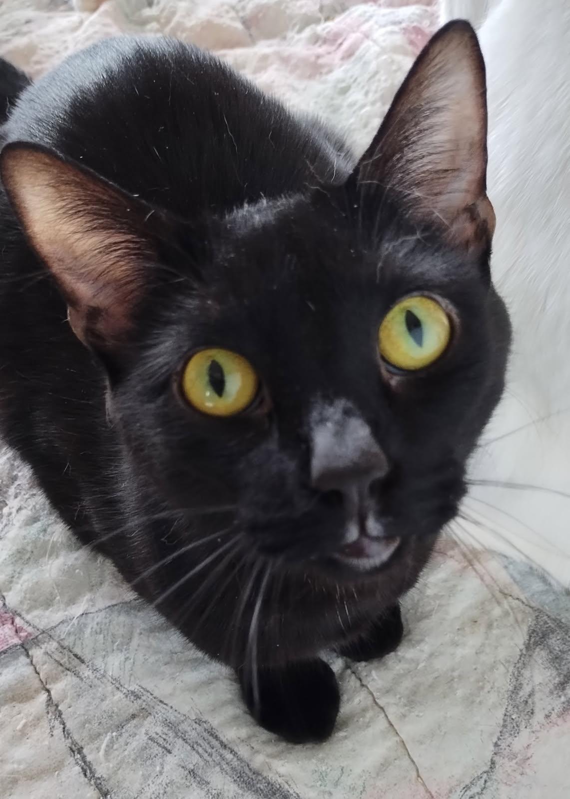 Luka, Adoptable, Adult Male Domestic Short Hair.