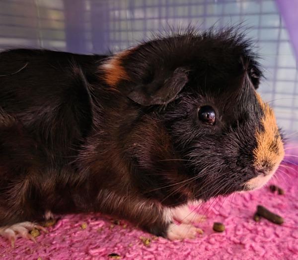 Enlarge Robin, a Adoptable mixed breed in El Cajon, CA image 1/1