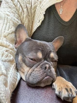 Bronx, a Adopted French Bulldog in Chambersburg, PA image 2/3