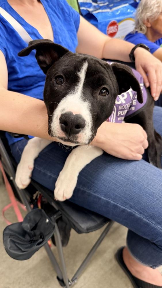 KIWI, Adoptable, Puppy Female Shepherd & Pit Bull Terrier.