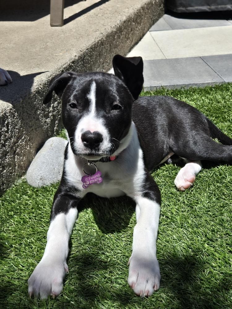 KIWI, a Adoptable mixed breed in Thornton, CO image 2/6