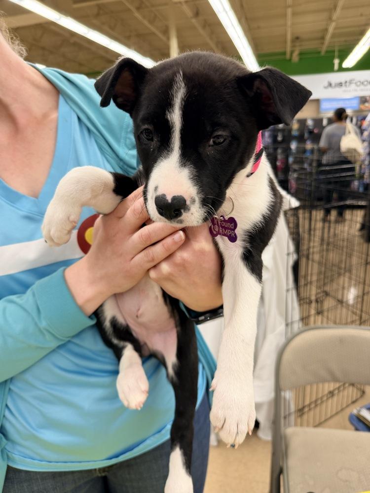 KIWI, a Adoptable mixed breed in Thornton, CO image 3/6