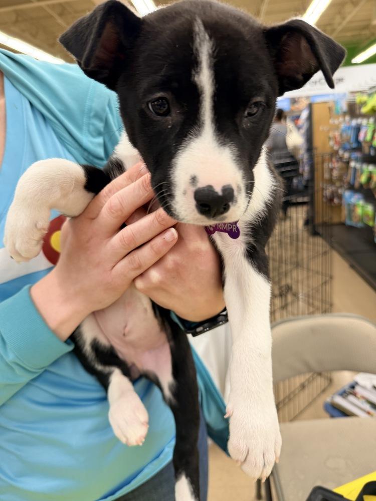 KIWI, a Adoptable mixed breed in Thornton, CO image 4/6
