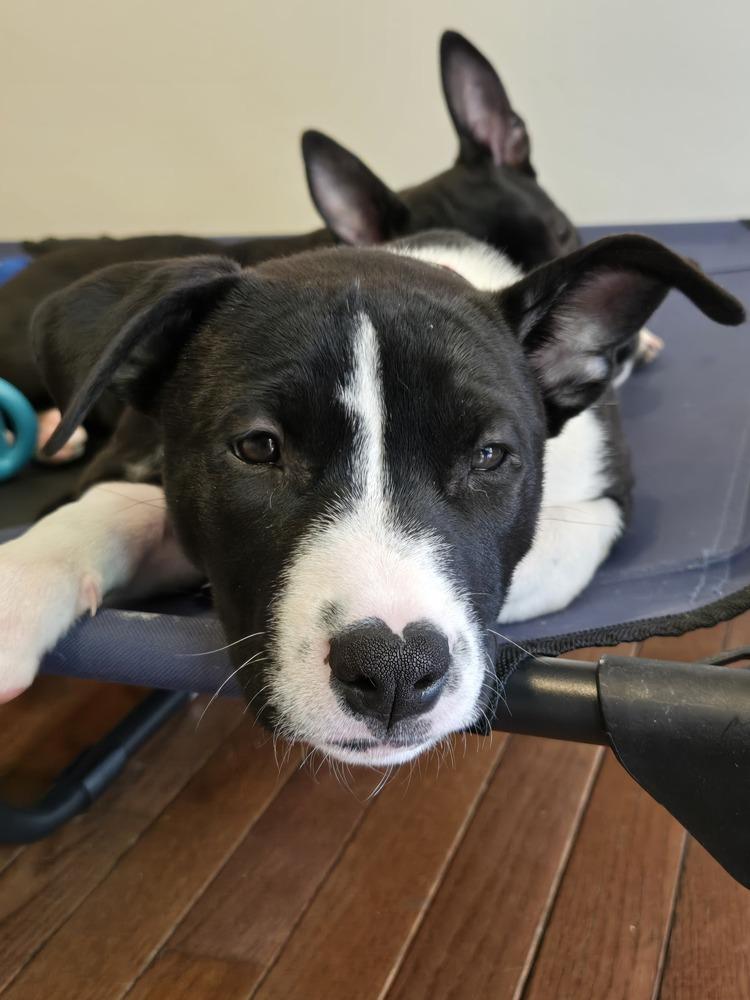KIWI, a Adoptable mixed breed in Thornton, CO image 5/6