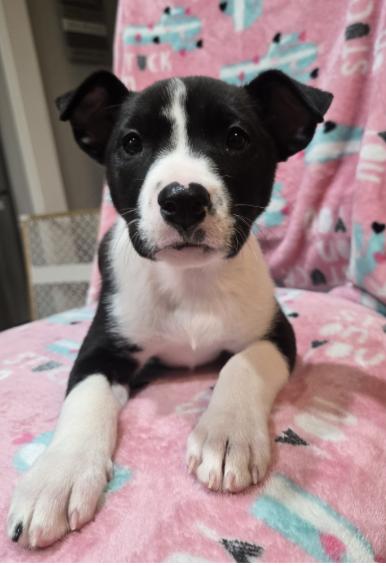 KIWI, a Adoptable mixed breed in Thornton, CO image 6/6