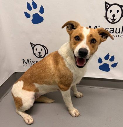 Precious (7150), Adoptable, Adult Female Corgi & Terrier.
