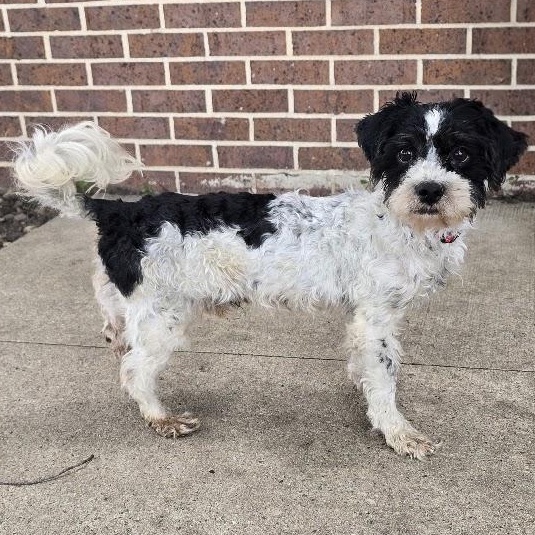 Patten, adopted, Adult Male Mixed Breed.
