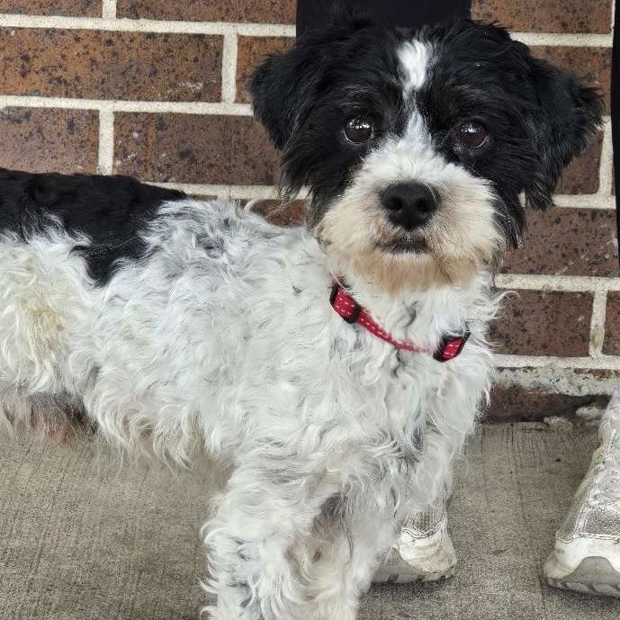 Patten, an adopted mixed breed in Waterloo, IA image 2/2