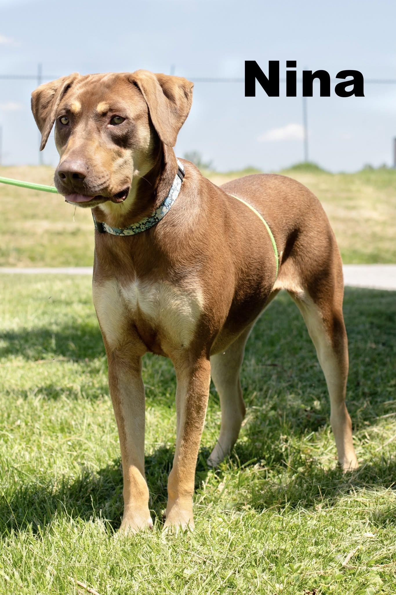 Nina, adopted, Young Female Mixed Breed.