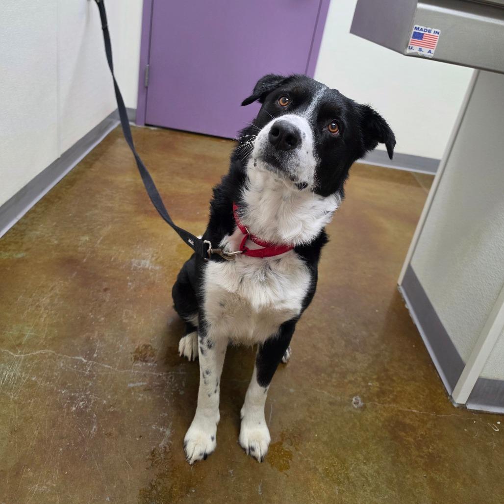 Enlarge Barrington, a Adoptable mixed breed in Albuquerque, NM image 1/3