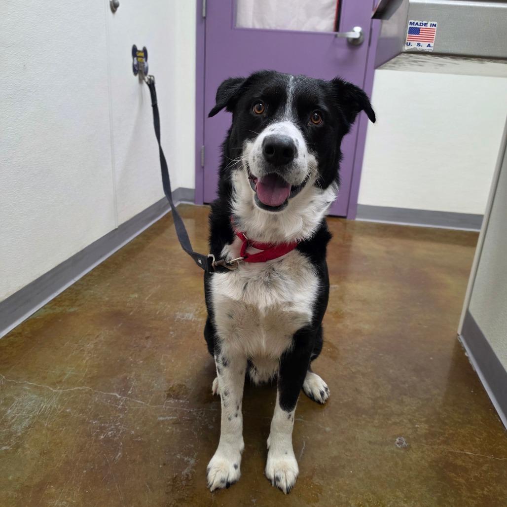 Enlarge Barrington, a Adoptable mixed breed in Albuquerque, NM image 2/3