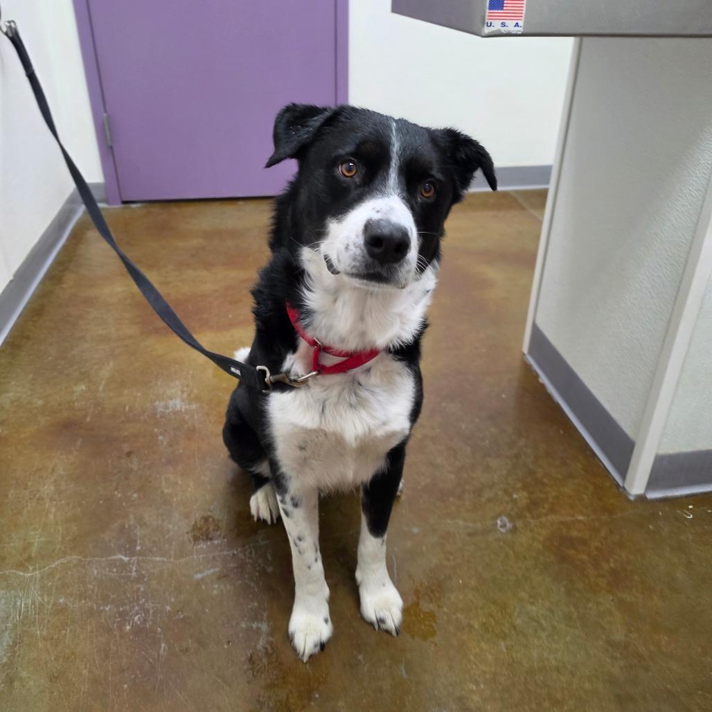 Enlarge Barrington, a Adoptable mixed breed in Albuquerque, NM image 3/3