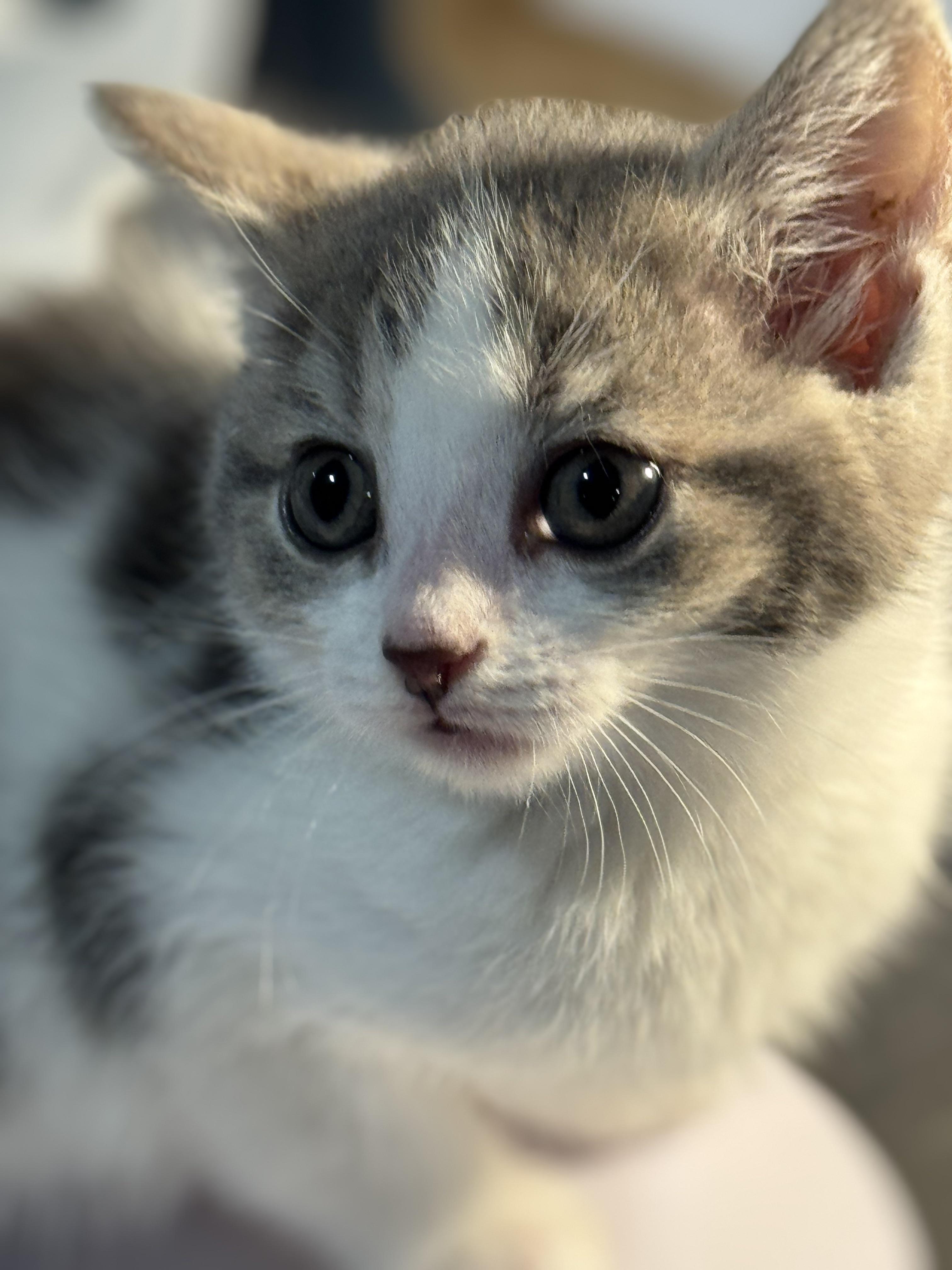 Davina, an adopted Domestic Short Hair in Rochester, NY image 1/6