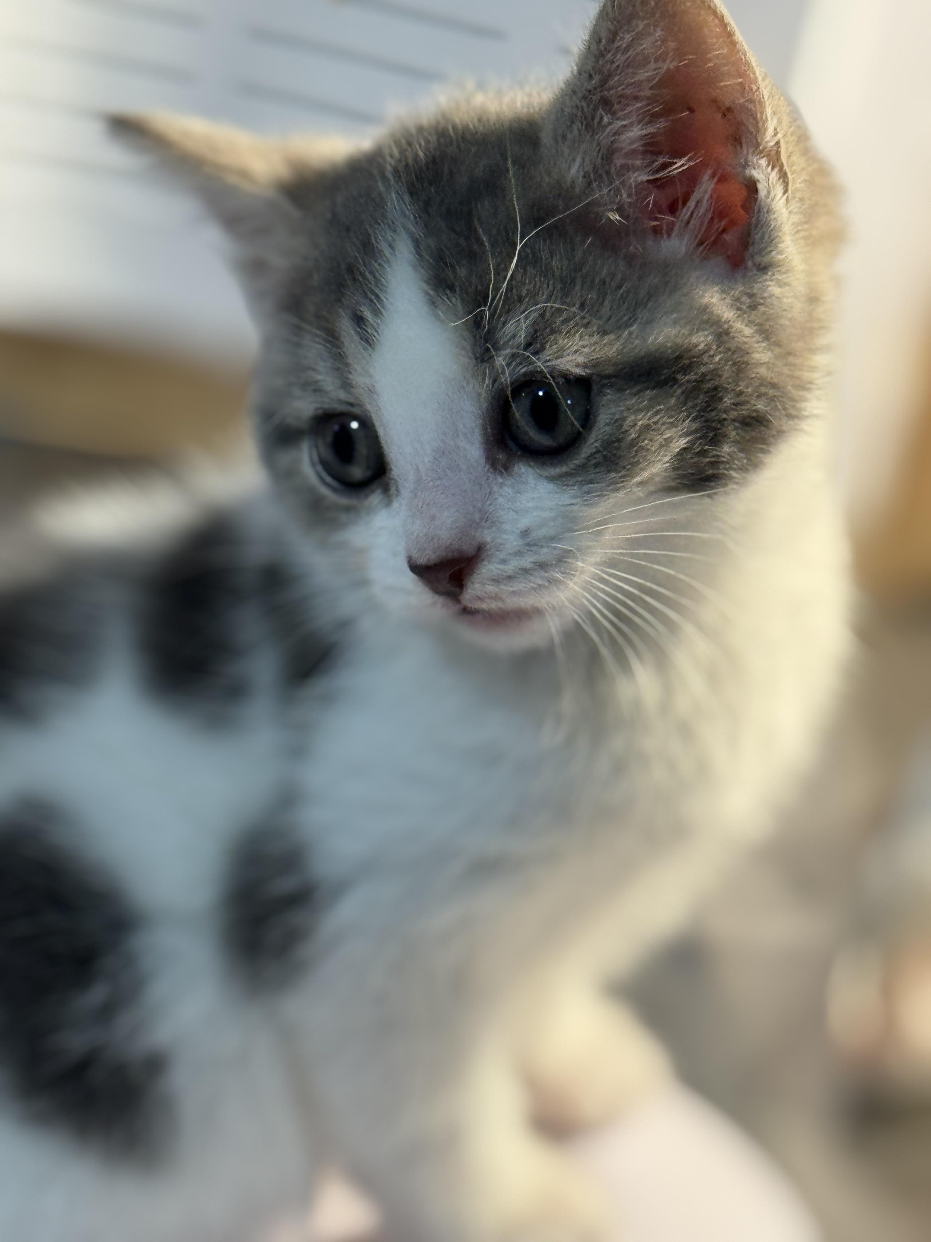 Davina, an adopted Domestic Short Hair in Rochester, NY image 2/6