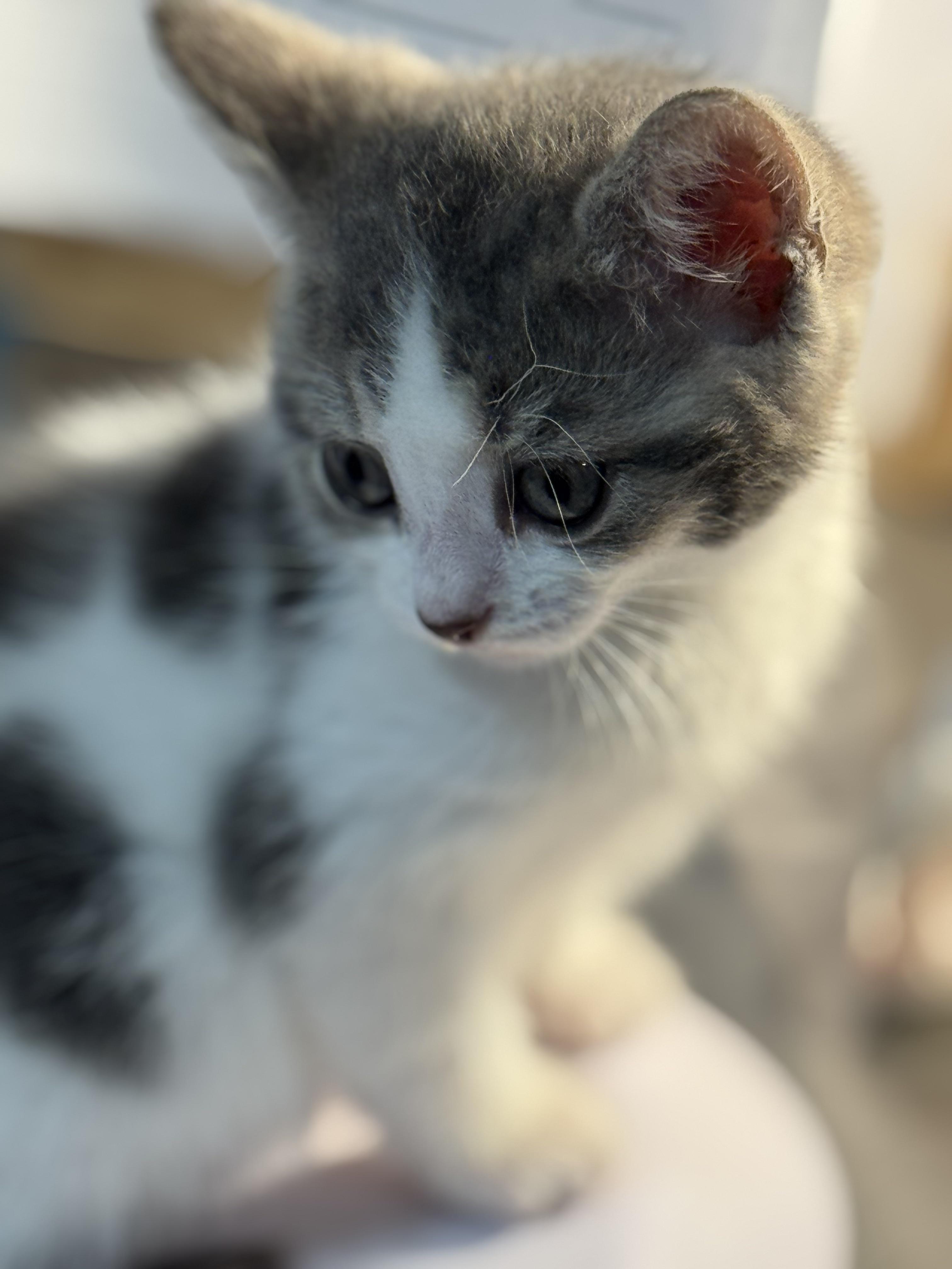 Davina, an adopted Domestic Short Hair in Rochester, NY image 3/6