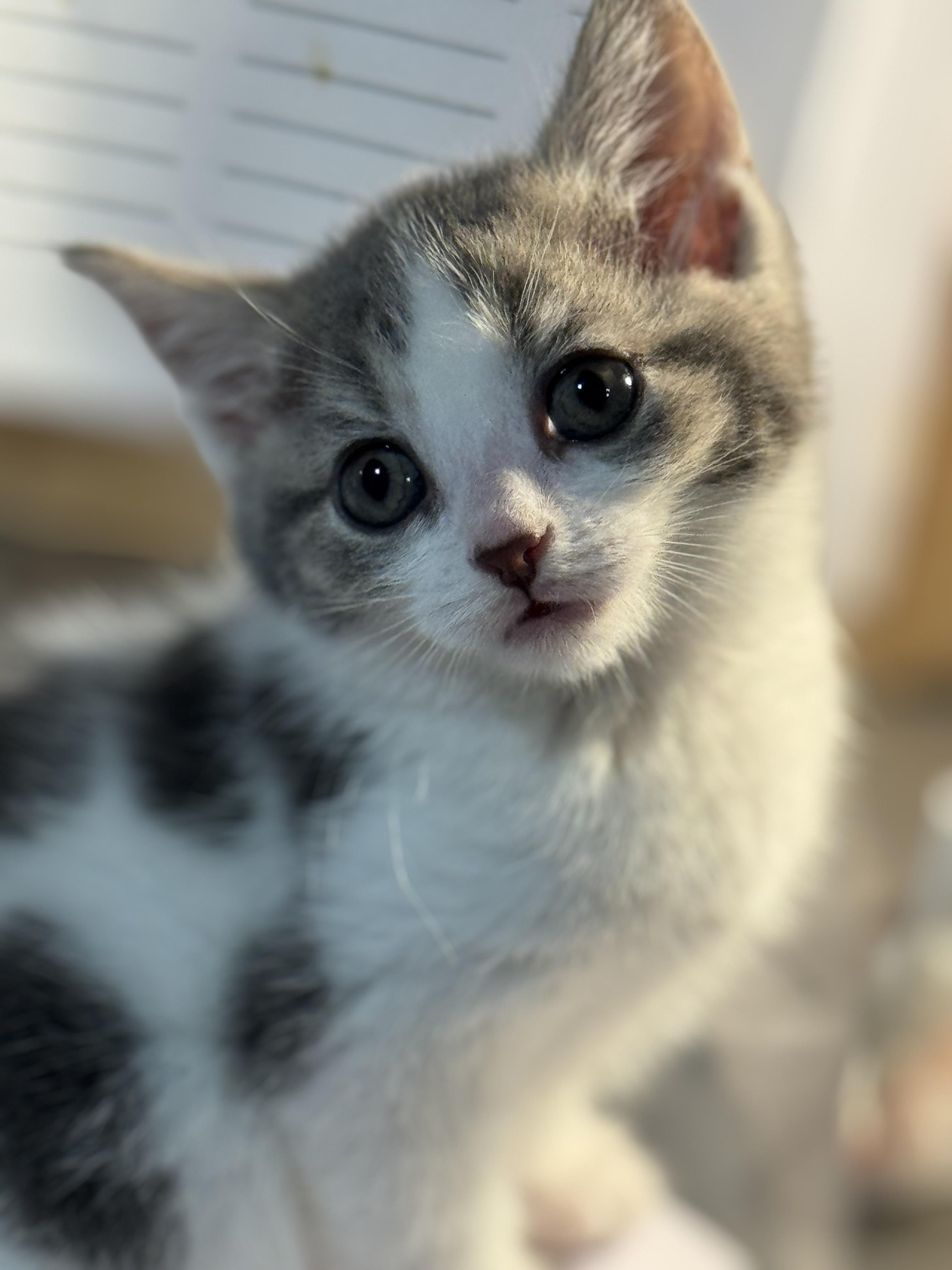 Davina, an adopted Domestic Short Hair in Rochester, NY image 4/6