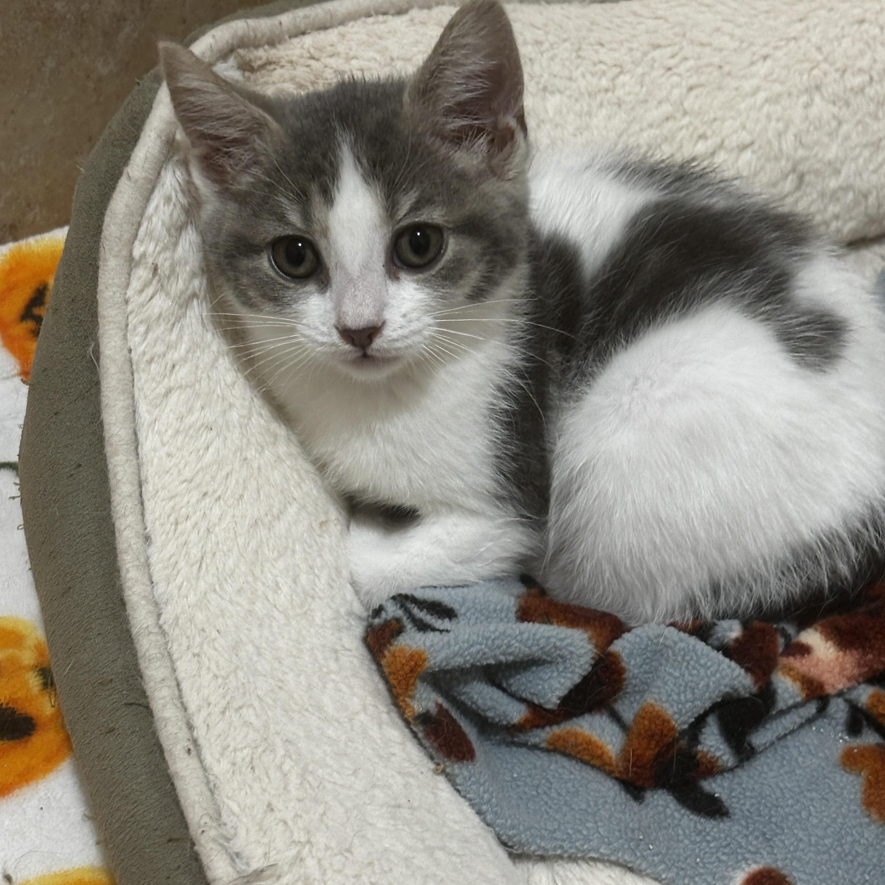 Davina, an adopted Domestic Short Hair in Rochester, NY image 5/6