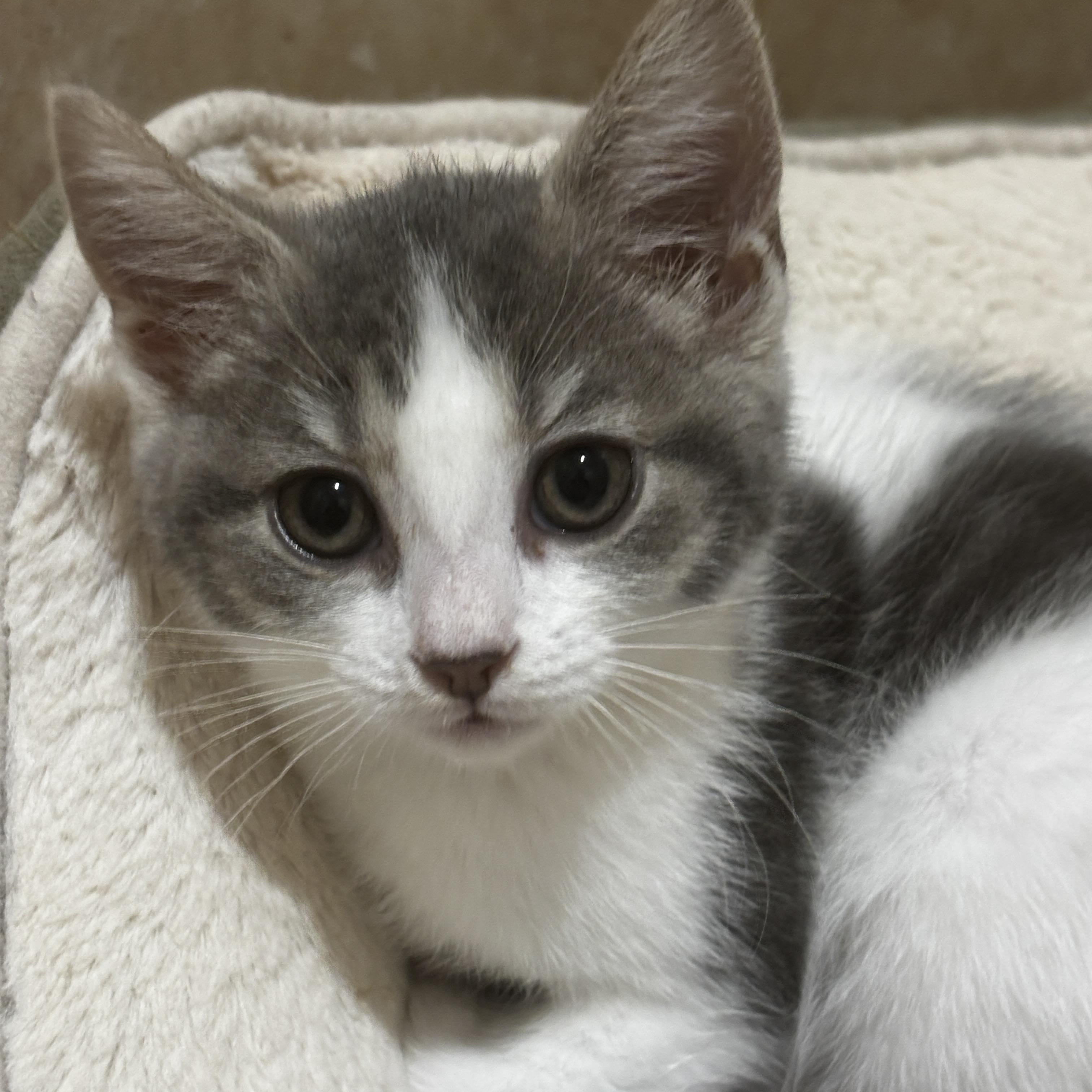 Davina, an adopted Domestic Short Hair in Rochester, NY image 6/6