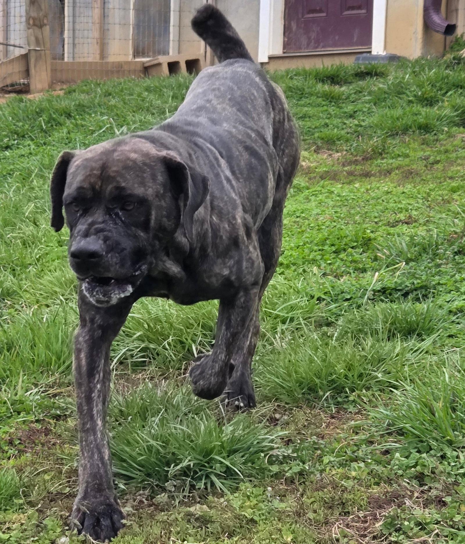 Enlarge Willow, a Adopted Mastiff in Chambersburg, PA image 1/3