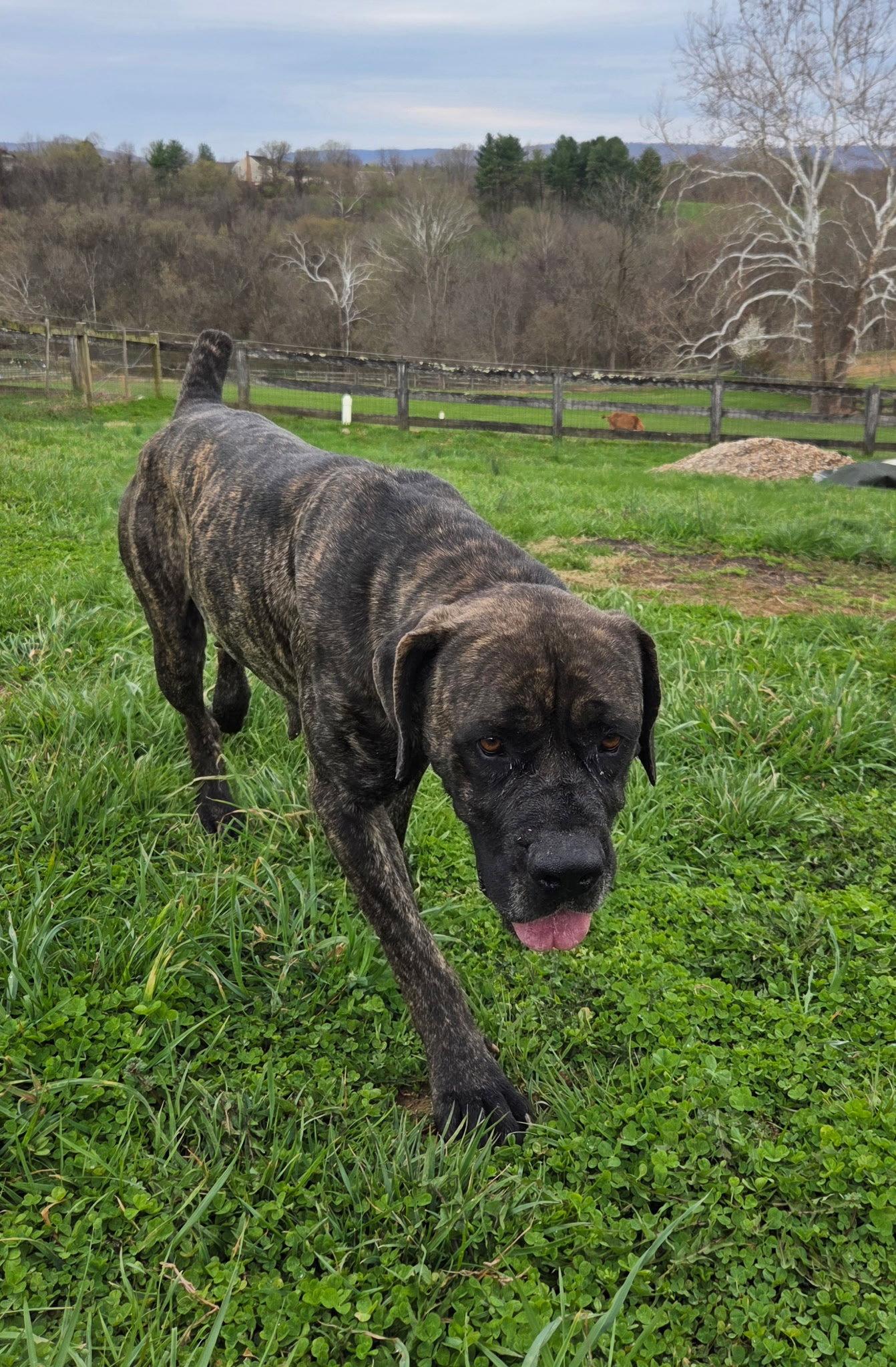 Enlarge Willow, a Adopted Mastiff in Chambersburg, PA image 2/3