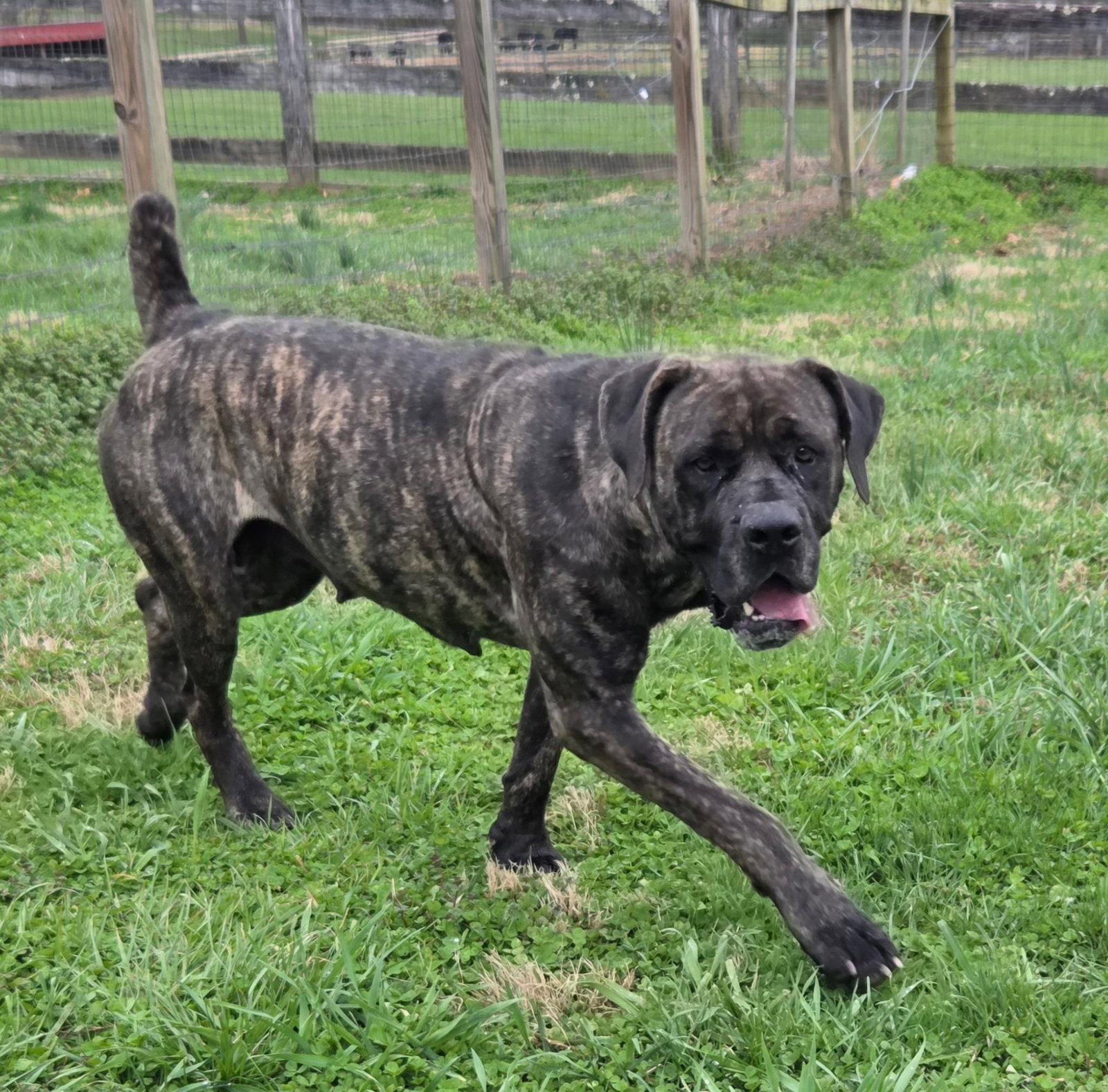 Enlarge Willow, a Adopted Mastiff in Chambersburg, PA image 3/3