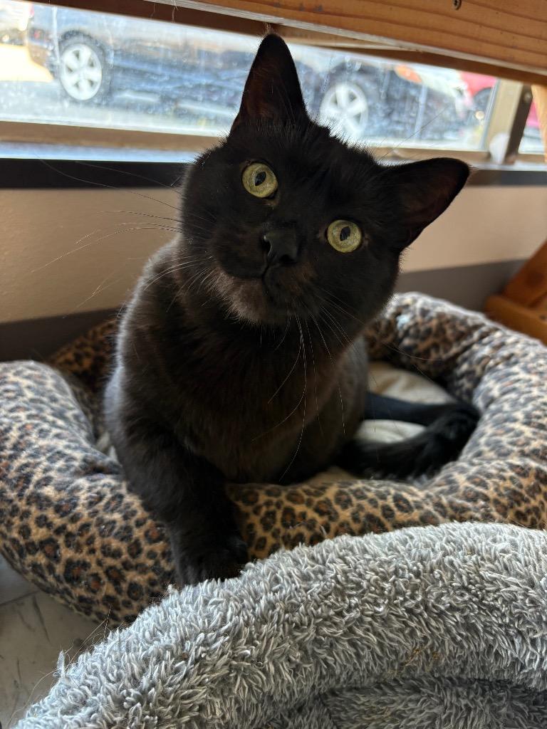 Jax, a Adoptable mixed breed in Coupeville, WA image 2/6