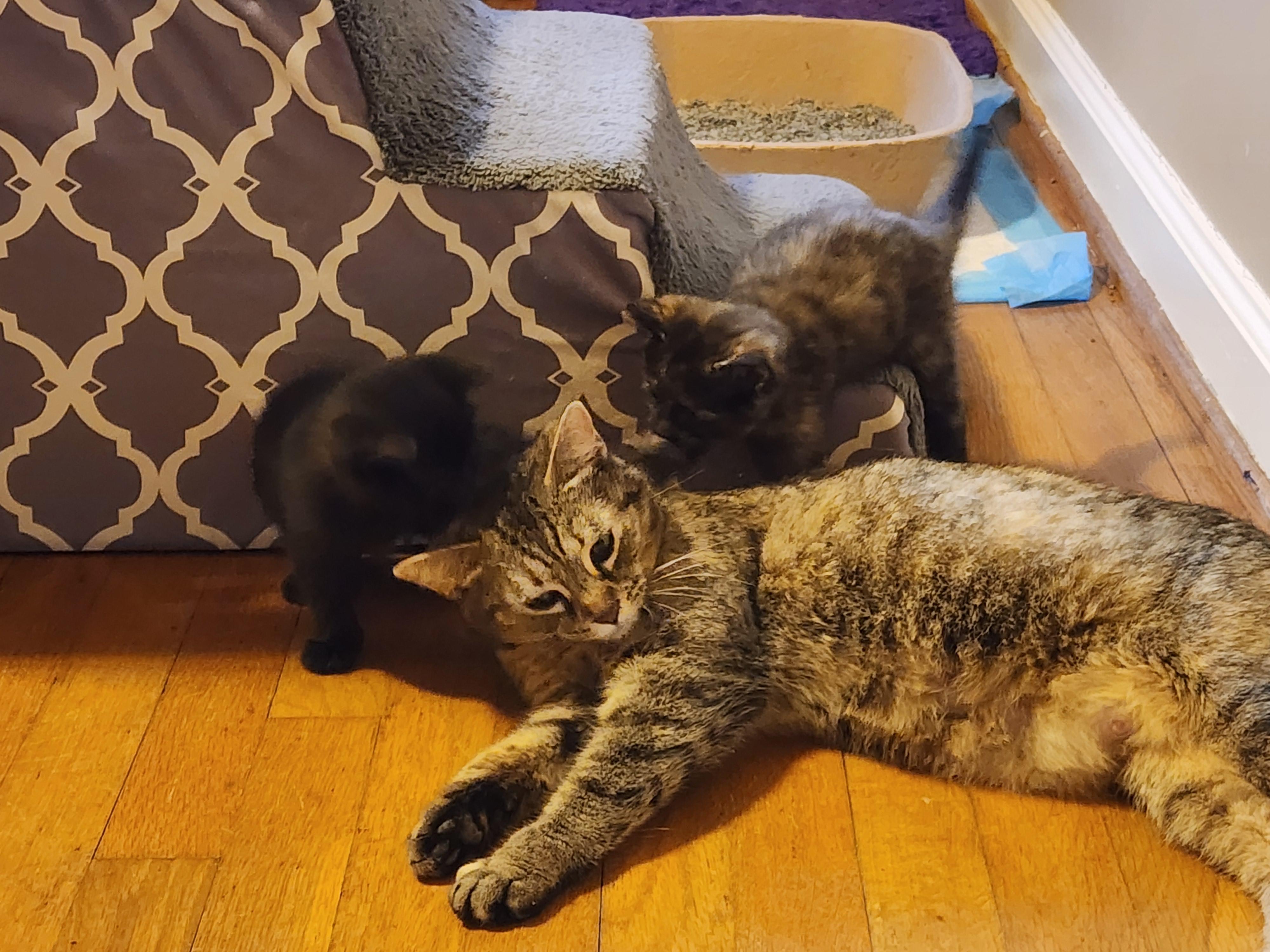 Sara Lee, Adoptable, Adult Female Domestic Short Hair.