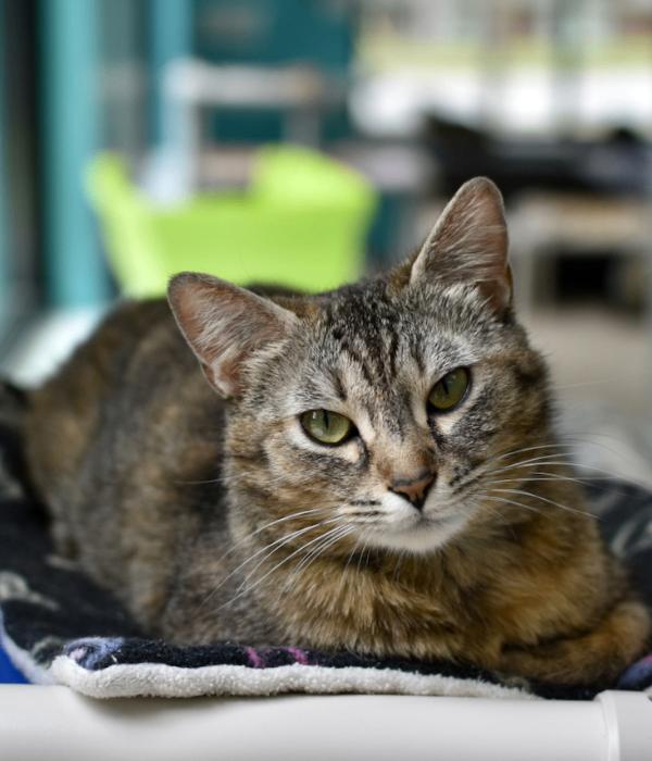 Sara Lee, a Adoptable Domestic Short Hair in Marietta, GA image 2/6